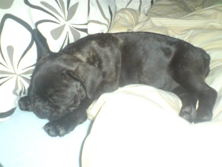 Fransk bulldog DIva billede 9