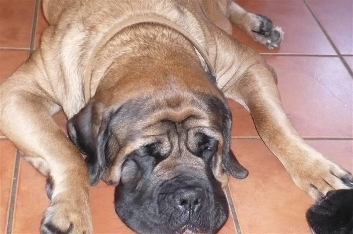 Mastiff Akeela - Et dejligt hoved billede 14