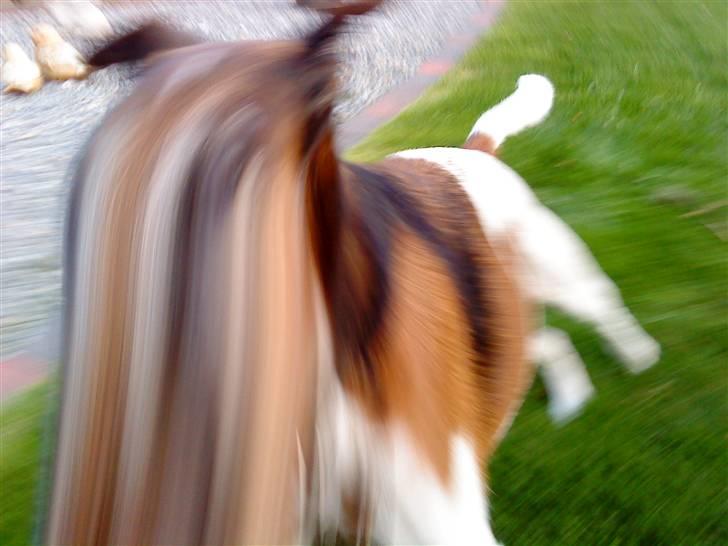 Glathåret foxterrier Ricko - Og Ricko er blevet handicappet Oo <3 billede 9