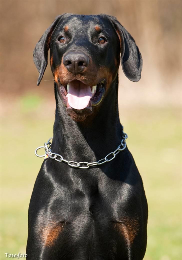 Dobermann Kibo billede 9