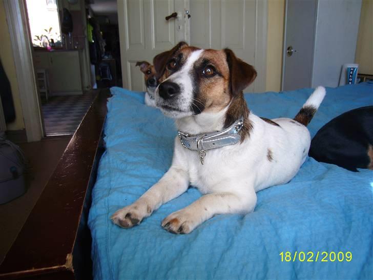 Jack russell terrier Lady  *R.I.P* billede 1