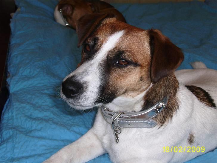 Jack russell terrier Lady  *R.I.P* billede 2