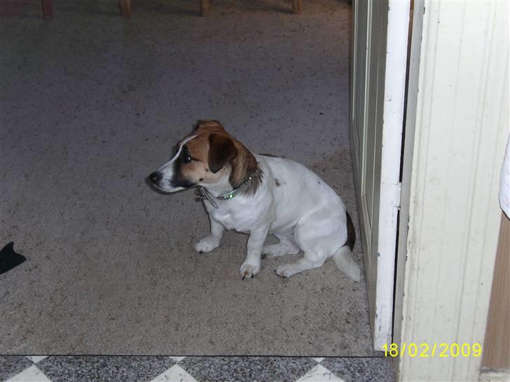 Jack russell terrier Lady  *R.I.P* billede 3