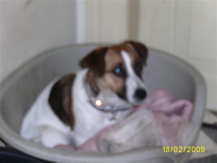 Jack russell terrier Lady  *R.I.P* billede 4