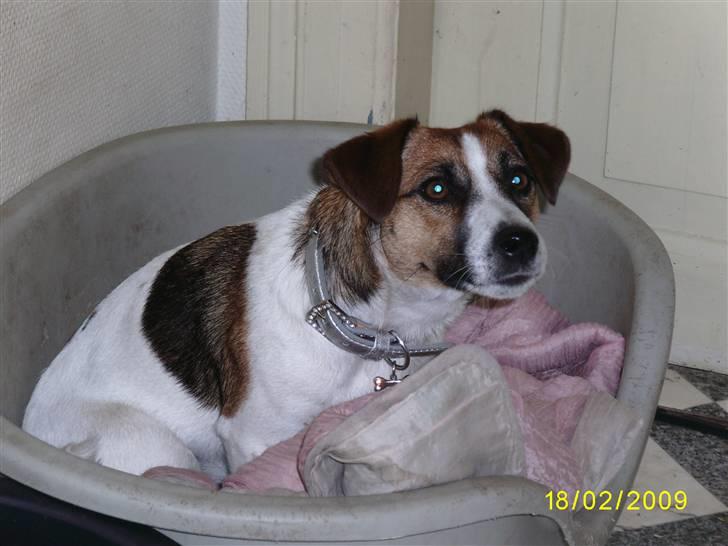 Jack russell terrier Lady  *R.I.P* billede 5