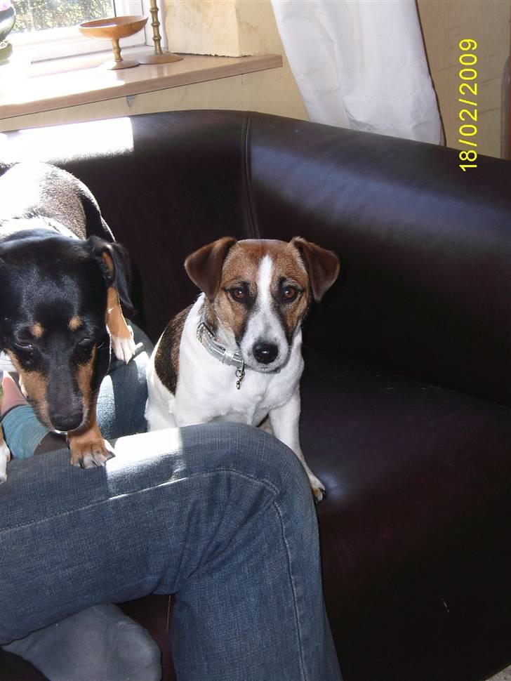 Jack russell terrier Lady  *R.I.P* billede 6