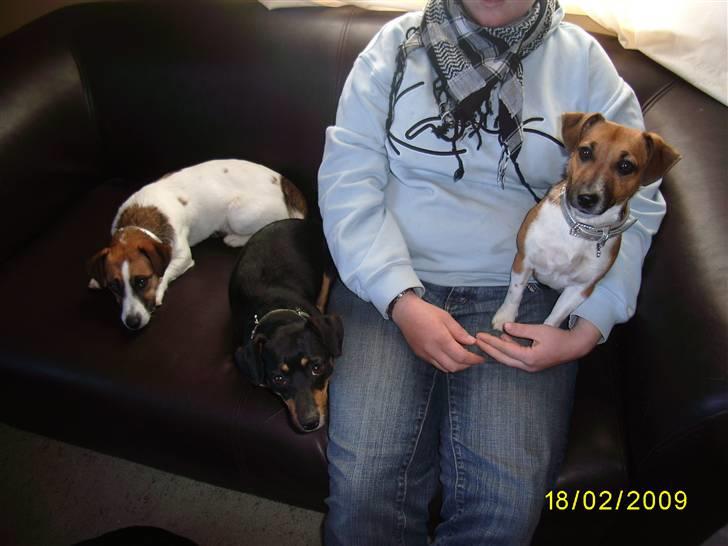 Jack russell terrier Lady  *R.I.P* - Mille; Lotte og Smilla billede 7