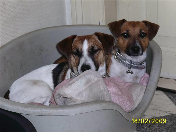 Jack russell terrier Lady  *R.I.P* - Mille og Smilla billede 8