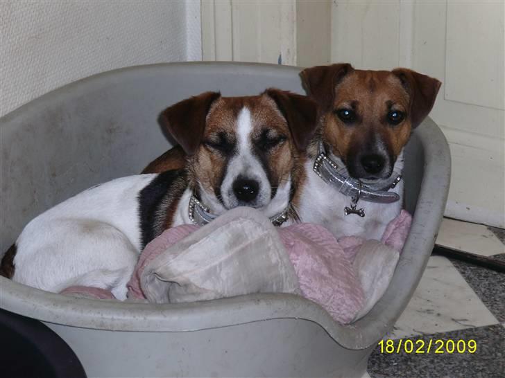 Jack russell terrier Lady  *R.I.P* billede 9