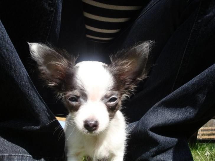 Chihuahua Baloo billede 15