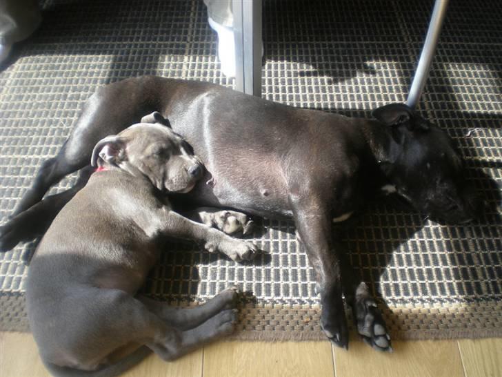 Staffordshire bull terrier Nala billede 7