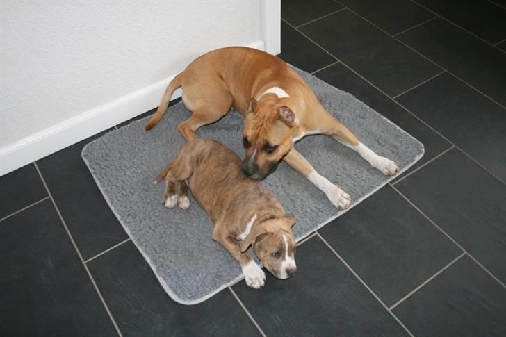 Amerikansk staffordshire terrier Robin billede 13