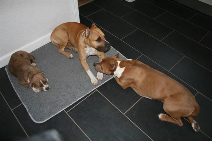 Amerikansk staffordshire terrier Robin billede 14