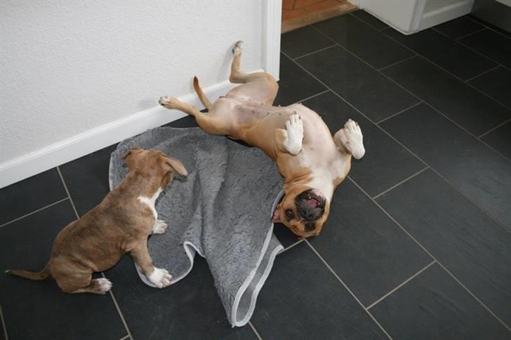 Amerikansk staffordshire terrier Robin billede 15