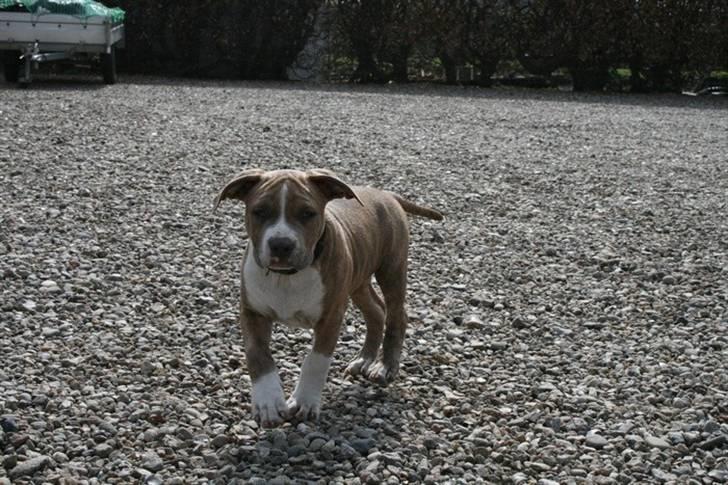 Amerikansk staffordshire terrier Robin billede 16