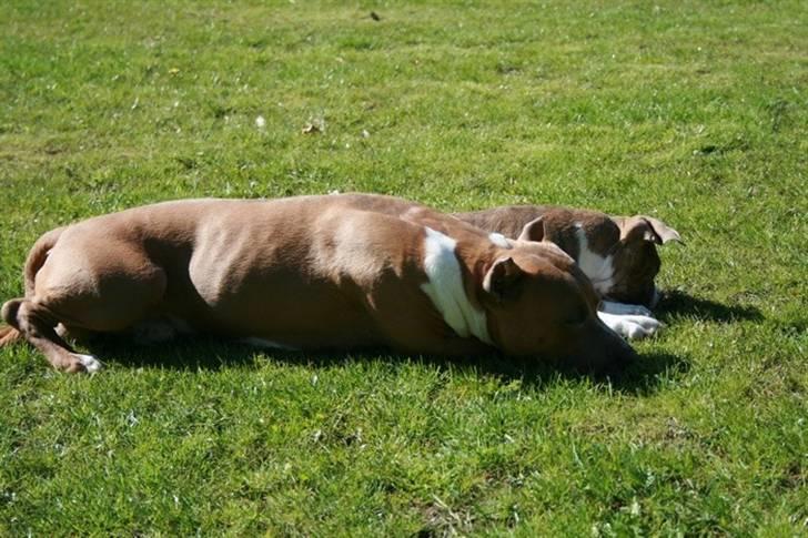 Amerikansk staffordshire terrier Robin billede 17