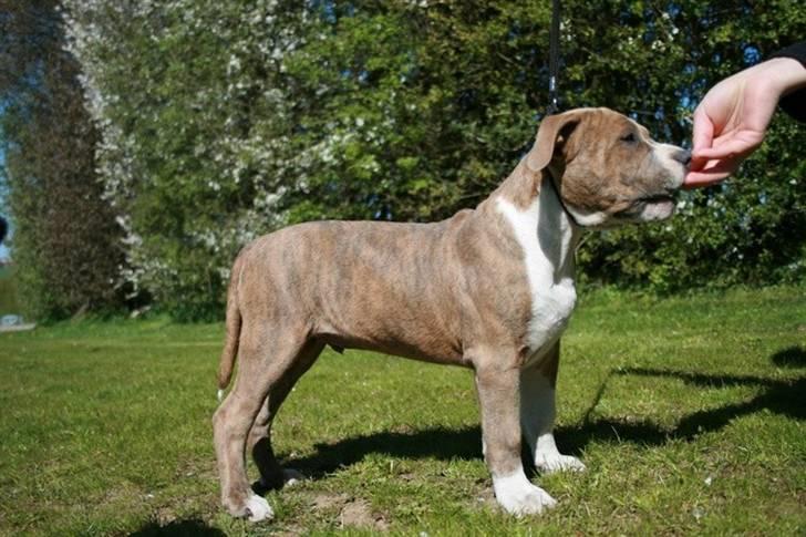 Amerikansk staffordshire terrier Robin billede 18