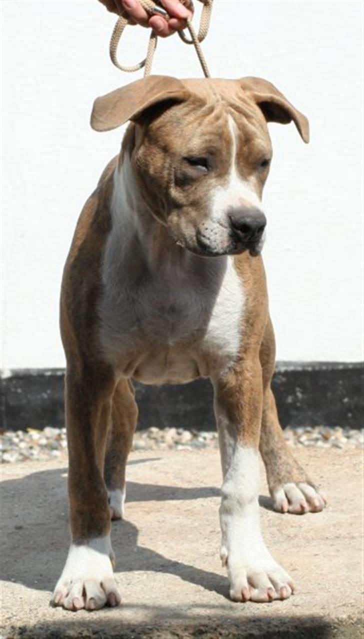 Amerikansk staffordshire terrier Robin billede 19