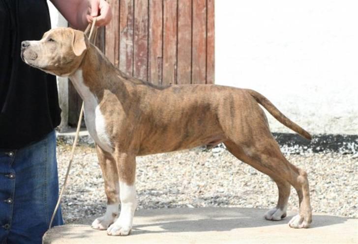 Amerikansk staffordshire terrier Robin billede 20