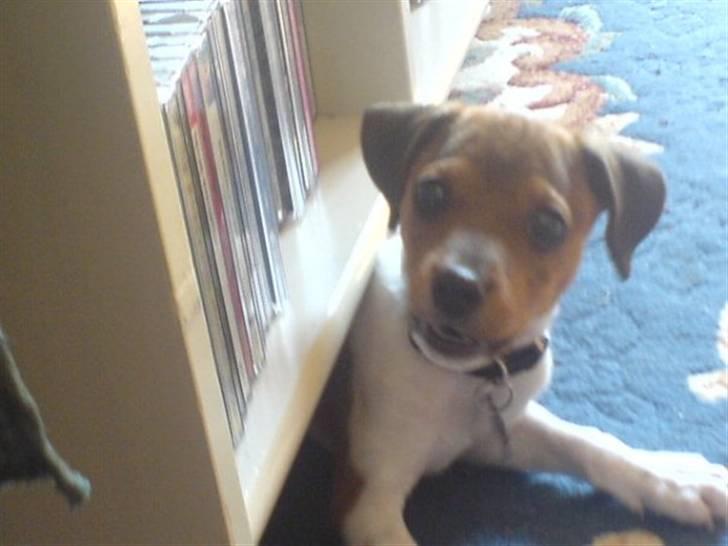 Dansk svensk gaardhund Lucky. RIP! (L) - Lucky som babyhund, hold da op, hvor var han lille. Husker ham slet ikke sådan.. Smiler.. billede 14