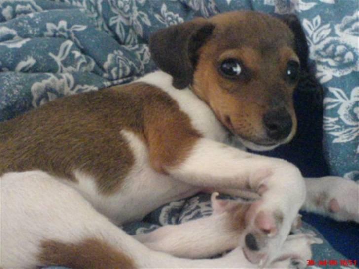 Dansk svensk gaardhund Lucky. RIP! (L) - Lucky som babyhund.:) Gætter på, at han ikke er meget mere end 3 mdr dér. billede 16