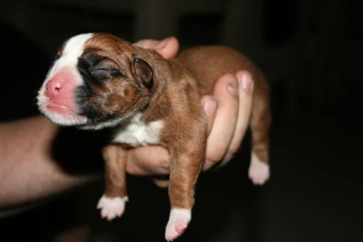 Boxer Ronja billede 9