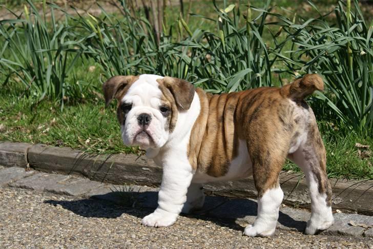 Engelsk bulldog LUDVIG ~udfordres gerne~  - Ludvig 3 mdr. billede 12