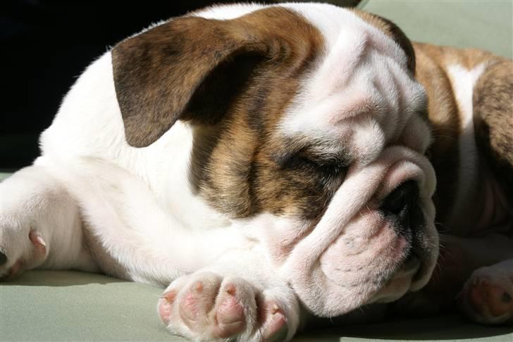 Engelsk bulldog LUDVIG ~udfordres gerne~  - Ludvig 3 mdr. billede 13