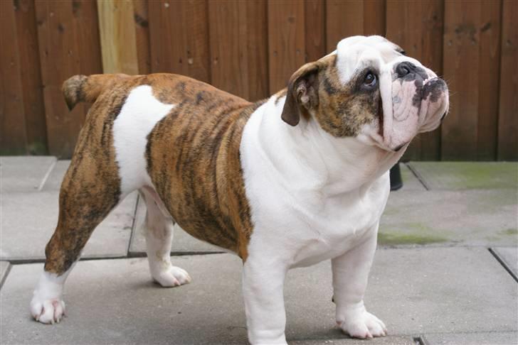 Engelsk bulldog LUDVIG ~udfordres gerne~  - Ludvig 8½ mdn. gammel.. billede 14