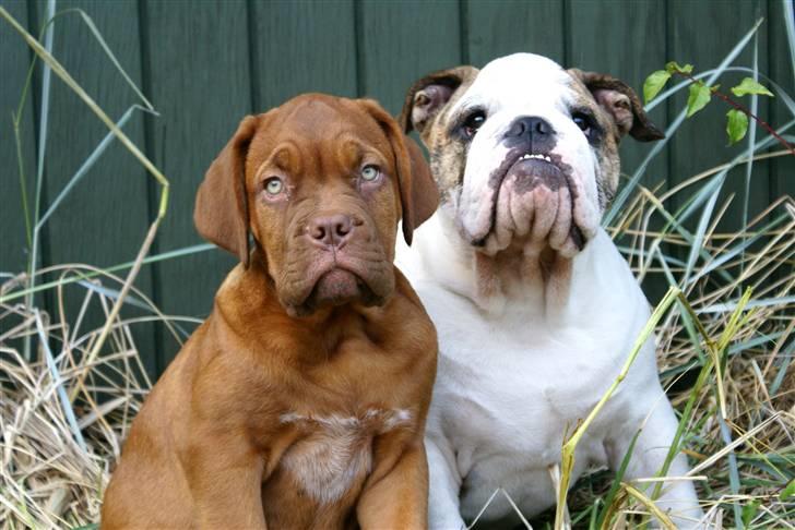 Engelsk bulldog LUDVIG ~udfordres gerne~  - Ludvig og Nanna i sommerhus.. billede 15