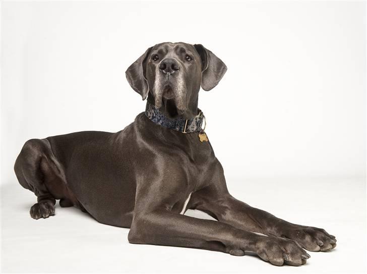 Grand danois BONEL ZAGANELLI  - VELKOMMEN til min profil billede 1