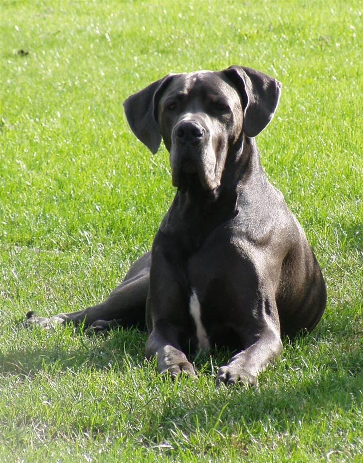 Grand danois BONEL ZAGANELLI  - WEEEEEE!!!! billede 3