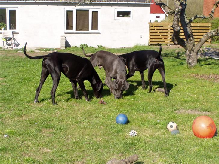 Grand danois BONEL ZAGANELLI  - her jeg sammen med mine 2 nye brødre  billede 4