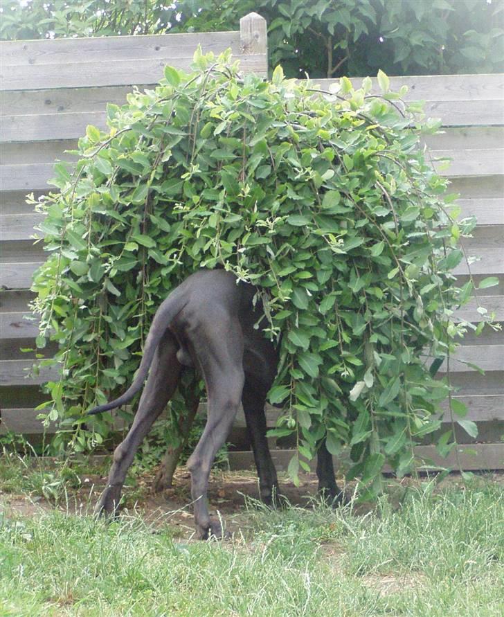 Grand danois BONEL ZAGANELLI  billede 5