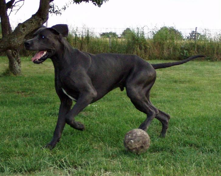 Grand danois BONEL ZAGANELLI  billede 6