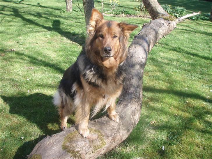 Blanding af racer Amanda - R.I.P :'(  - Summer 2009 :-)  billede 6