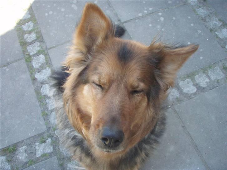 Blanding af racer Amanda - R.I.P :'(  - Jeg elsker dig min bedste ven! billede 7