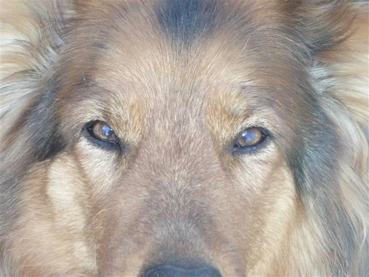 Blanding af racer Amanda - R.I.P :'(  - Kig mig dybt ind i øjnene... Og sig du ik´ kan undvære mig!  billede 8