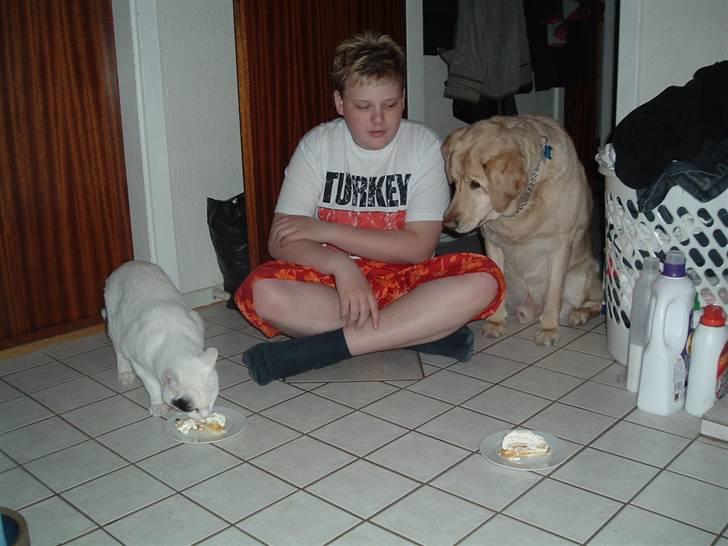 Labrador retriever Piv, aflivet 04-04-12 - 2. det var kattens fødselsdag så skulle de lige have et stykke lagekage :) så skulle lige have et billed inden kagen var væk derfor katten fik lov til at starte :) hehe billede 2