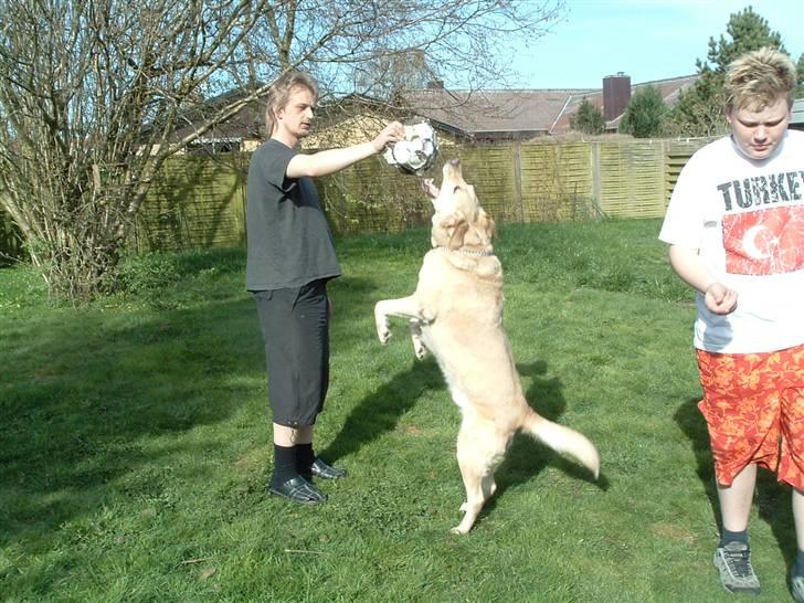 Labrador retriever Piv, aflivet 04-04-12 - 3. det er jo en kamphund ej hehe leger bare :) billede 3