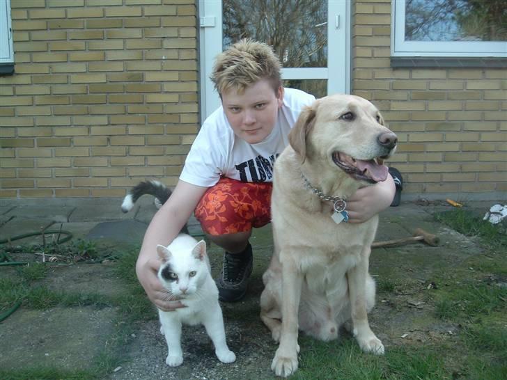 Labrador retriever Piv, aflivet 04-04-12 - 4. han sad bare og kiggede :) og katten ville bare væk og jeg tror han bare havde siddet der i 2 minutter fordi han havde fået besked på det -- siger jo hvor rar han er når han også har siddet der i 2 minutter :) billede 4