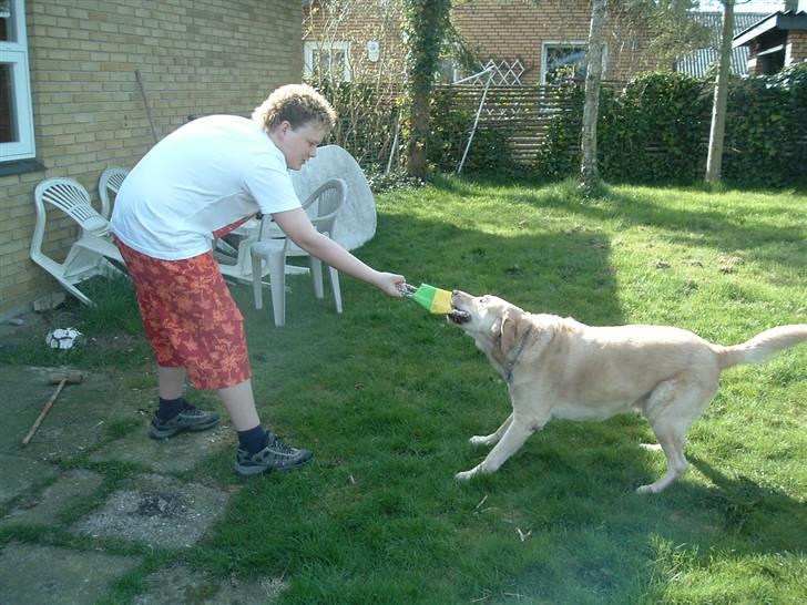 Labrador retriever Piv, aflivet 04-04-12 - 5. så bliver der kæmpet :) billede 5
