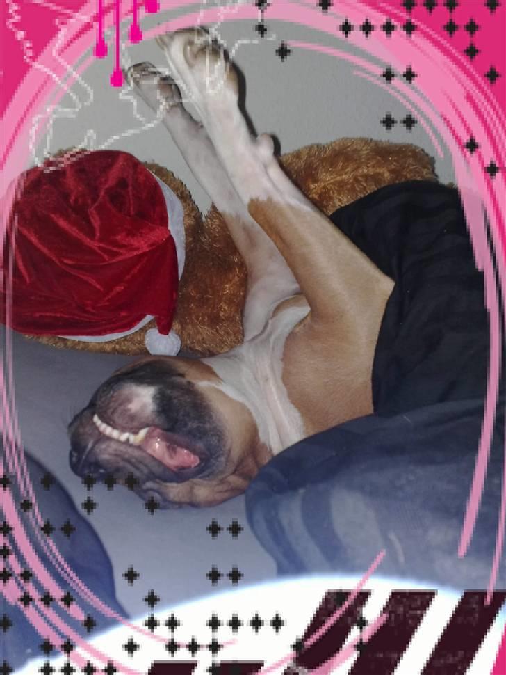 Amerikansk staffordshire terrier Amanda *Bobby sue* - Den der bobo der ligger der elsker jeg =) billede 18