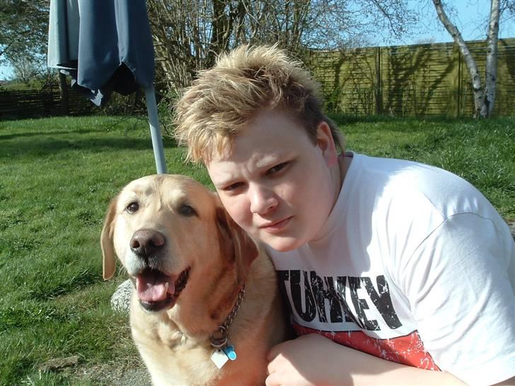 Labrador retriever Piv, aflivet 04-04-12 - 6. sidder bare og bliver taget billed af :) billede 6