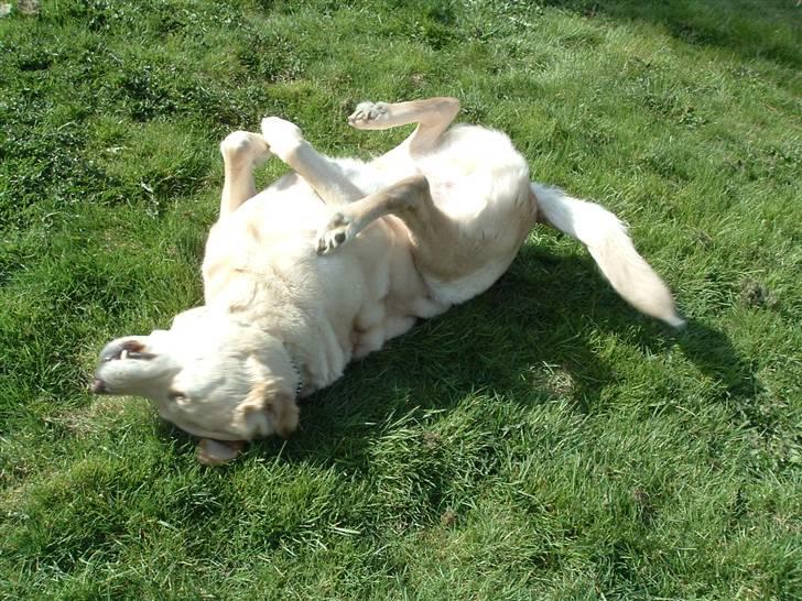 Labrador retriever Piv, aflivet 04-04-12 - 7. når han ligger og ruller sig det er bare så sødt billede 7