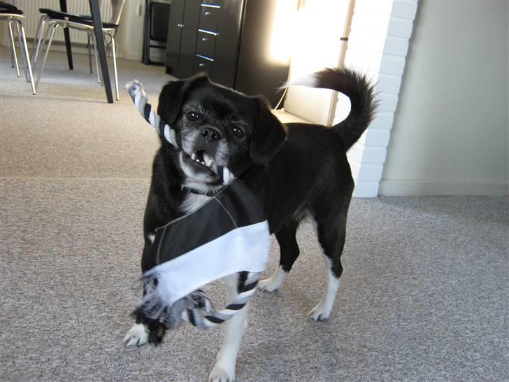 Blanding af racer Juni billede 1