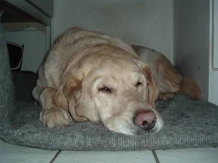 Labrador retriever Piv, aflivet 04-04-12 - 9. ligger og flader ud hehe ;) billede 9