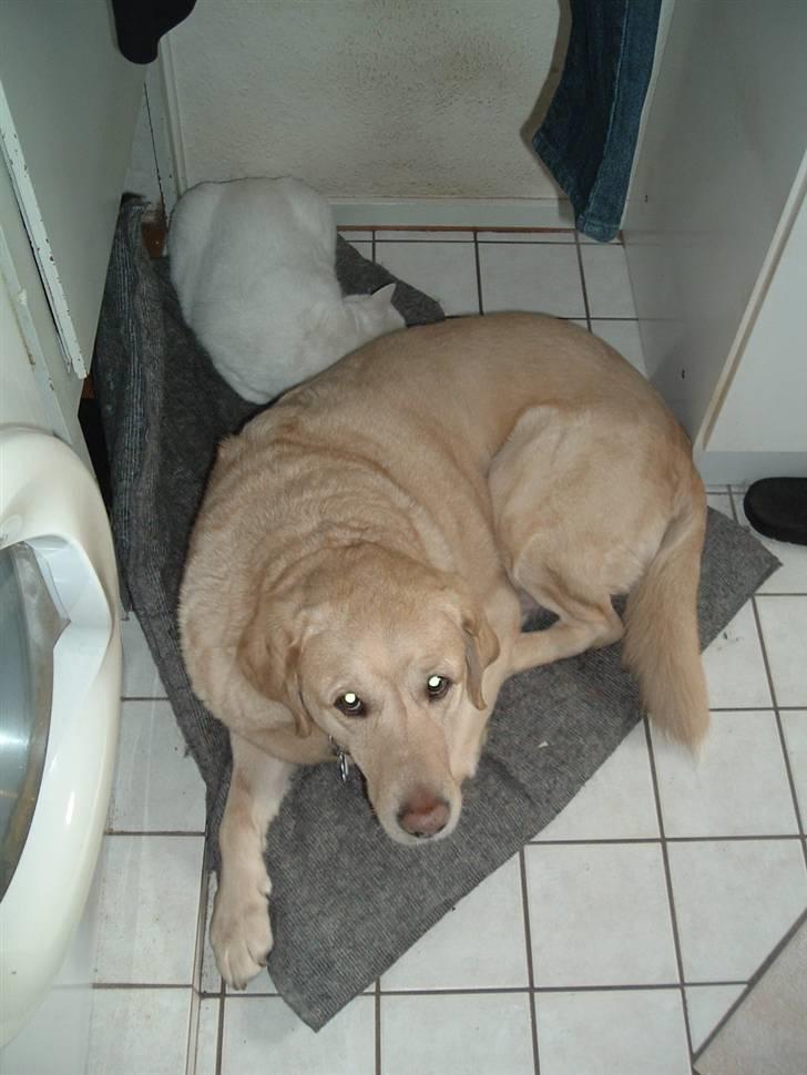 Labrador retriever Piv, aflivet 04-04-12 - 10. man føler sig vel beskyttede bag en bodybuilder hehe :) billede 10