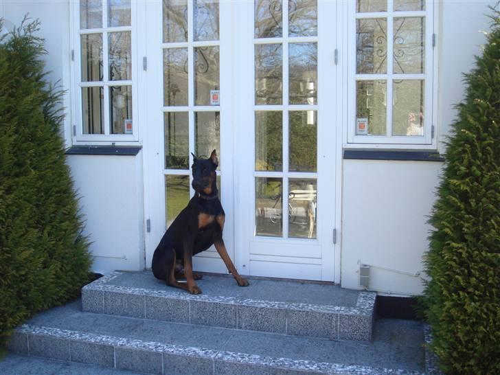 Dobermann Dalí billede 12