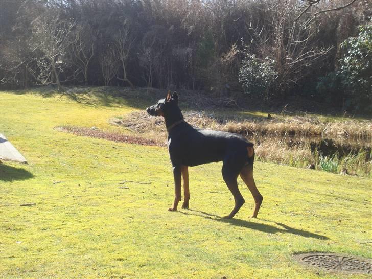 Dobermann Dalí - Forår 2009 billede 13
